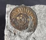 Arnioceras cf. acuticarinatum (SIMPSON 1855) - Bild © FossNet FossilienStore